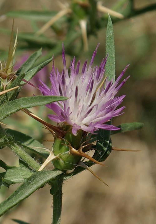 inflorescence