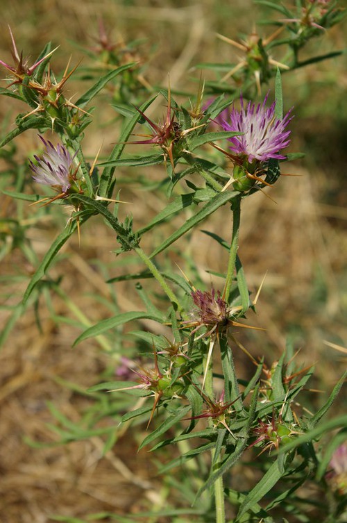 Plante entière