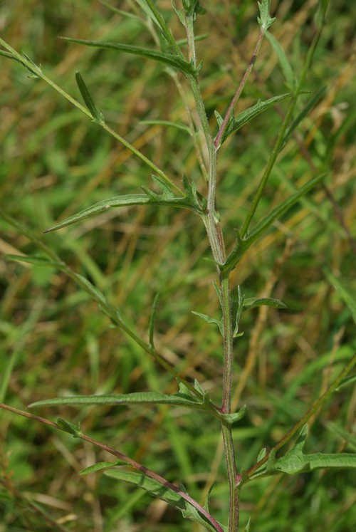 feuille