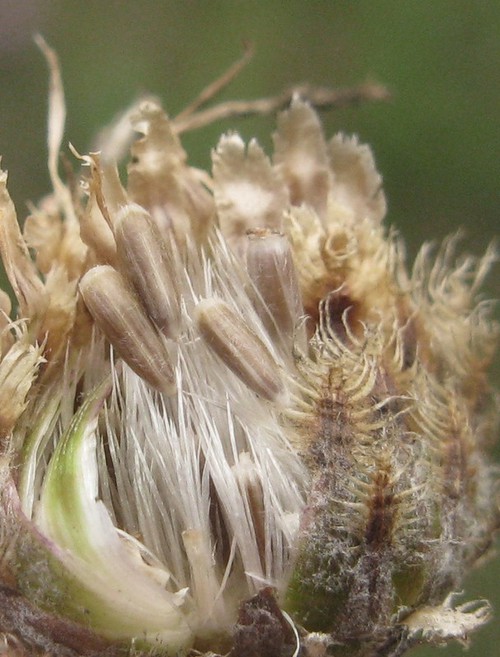 fruit