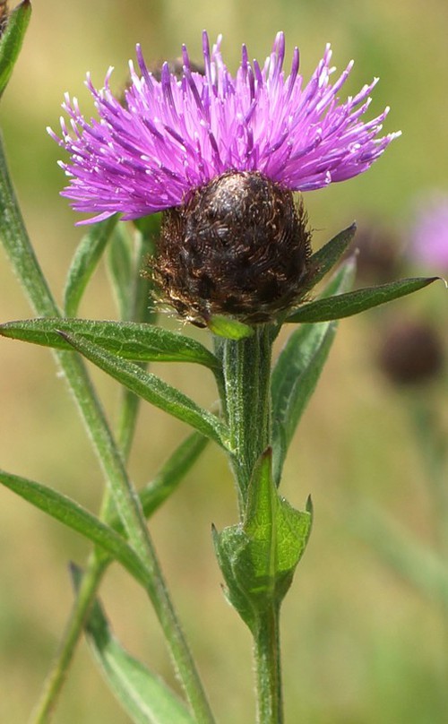 inflorescence
