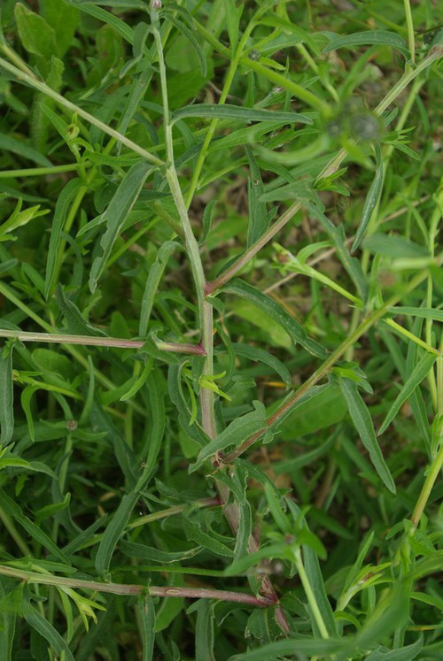 feuille