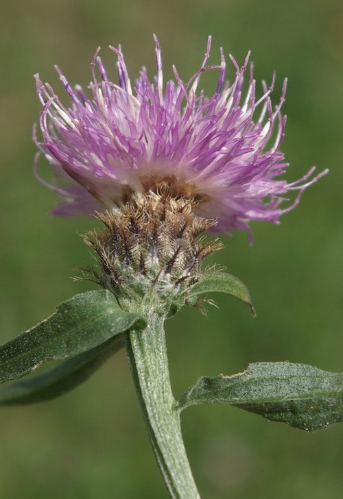 fleur