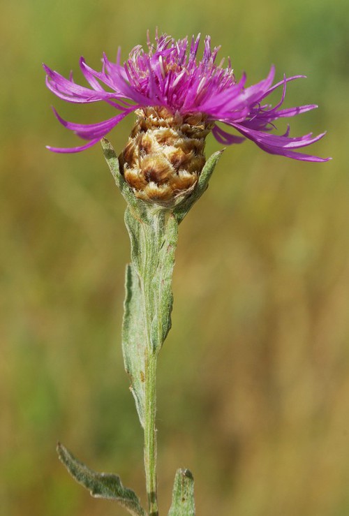 inflorescence