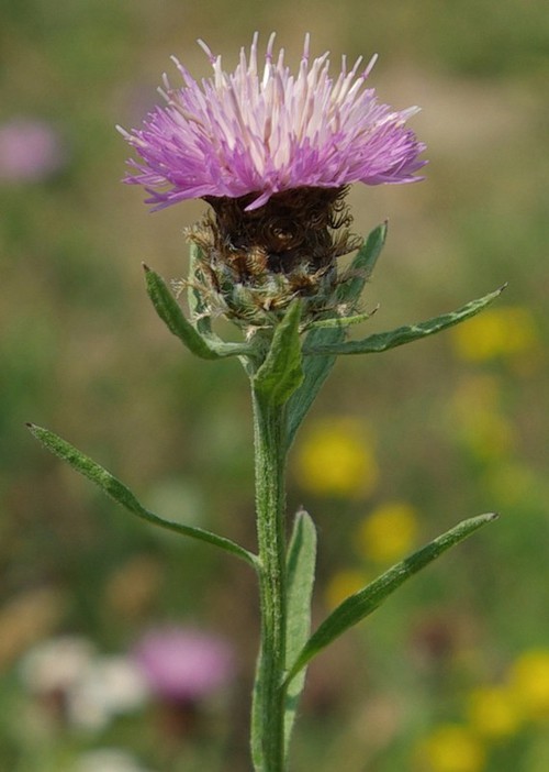inflorescence