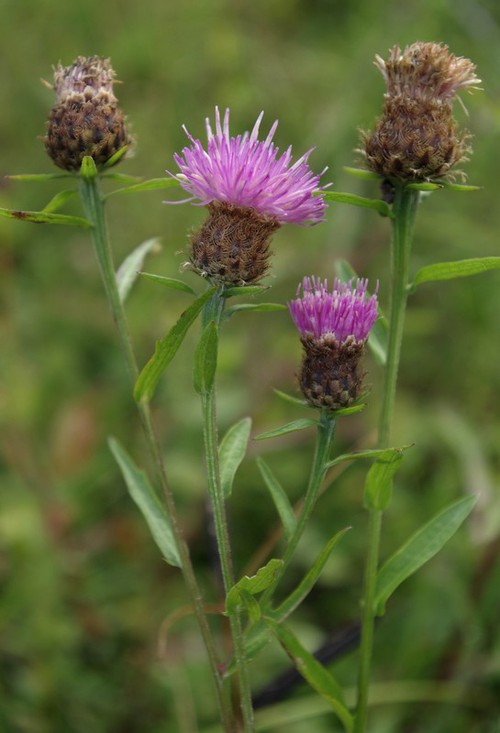 Plante entière