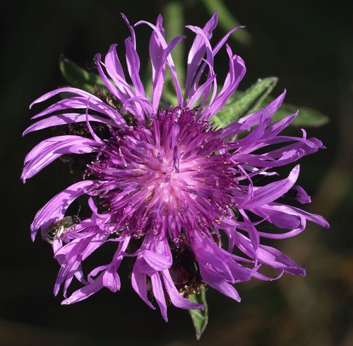 détail inflorescence