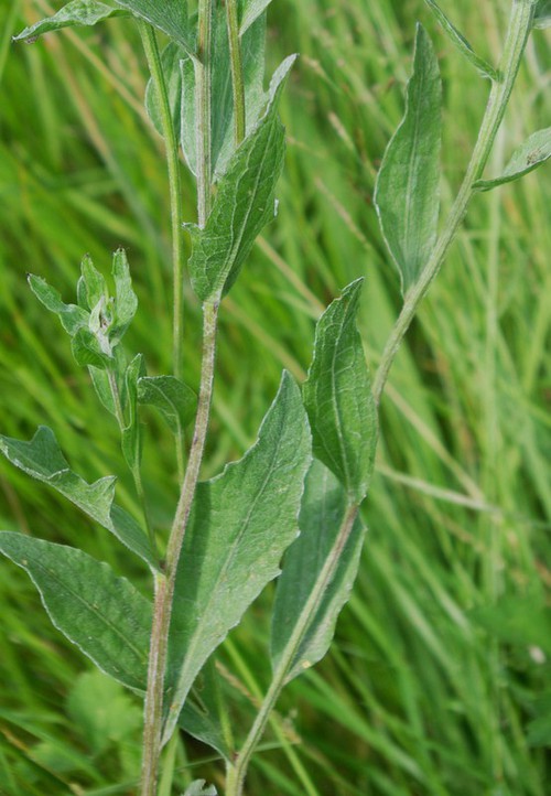 feuille