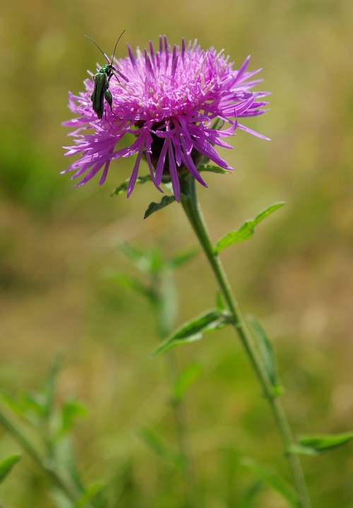inflorescence