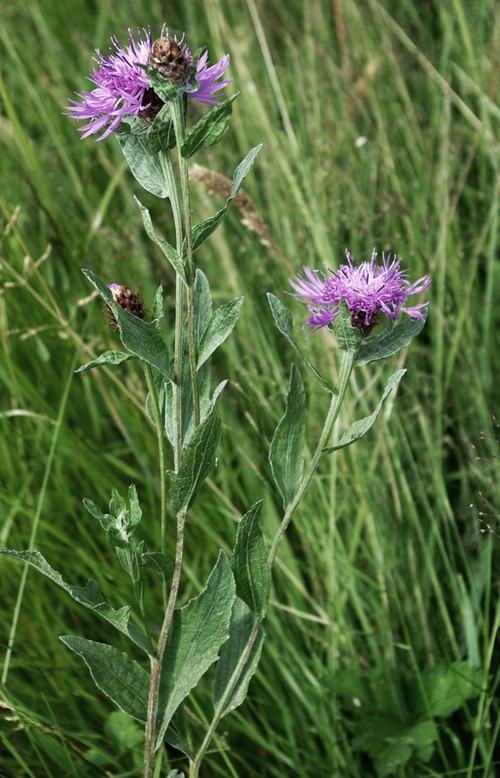 Plante entière