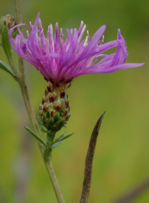 inflorescence