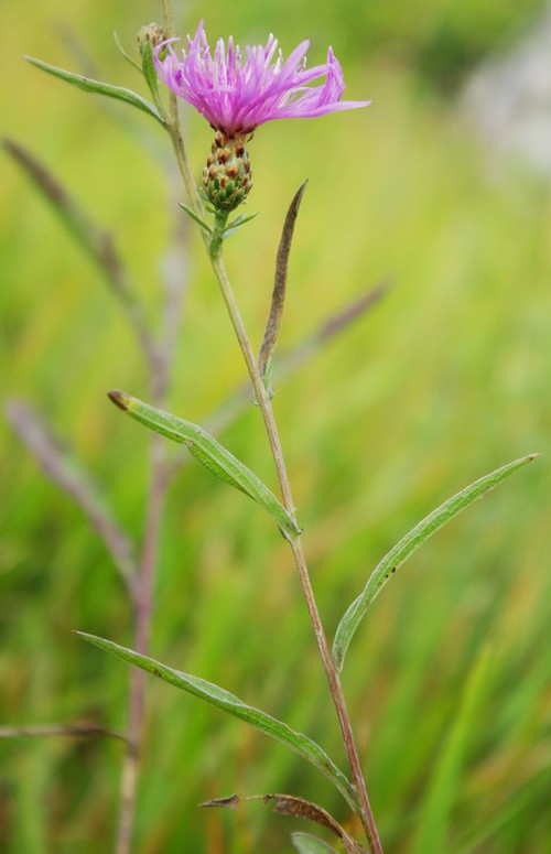 Plante entière