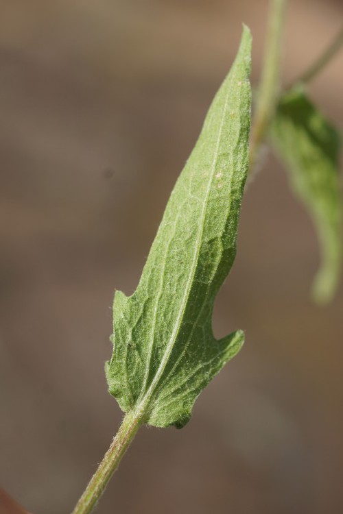 détail feuille