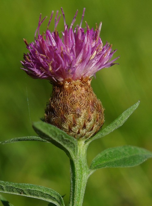 inflorescence