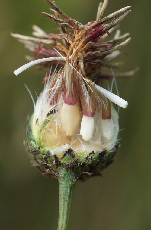 détail fruit
