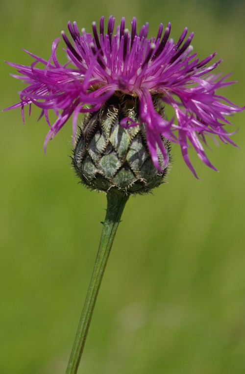 inflorescence