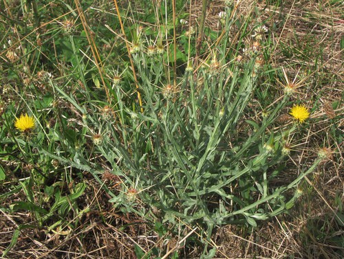 Plante entière