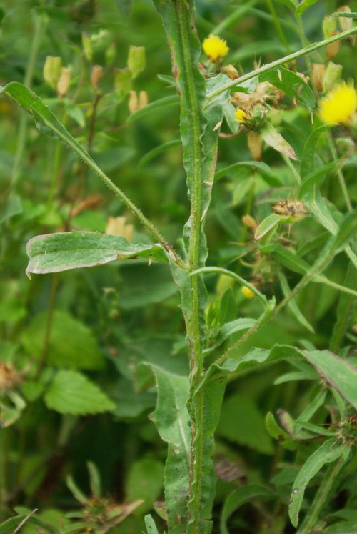 feuille
