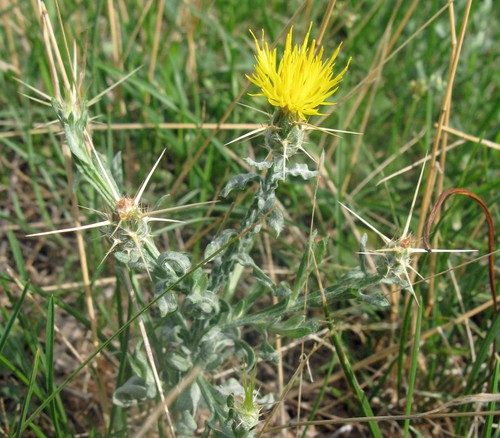 inflorescence
