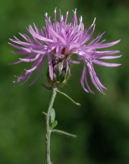 bractées