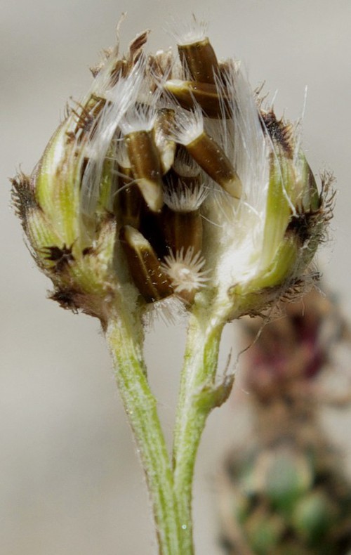 fruit