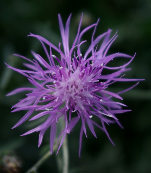 inflorescence