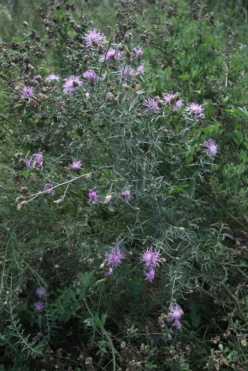 Plante entière