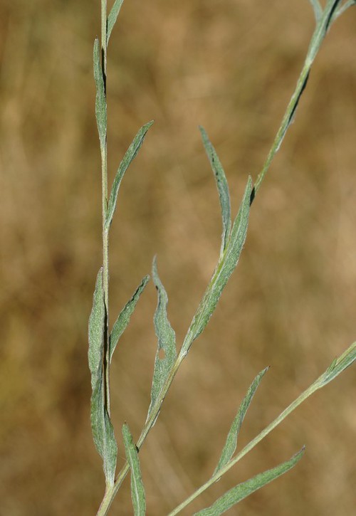 feuille