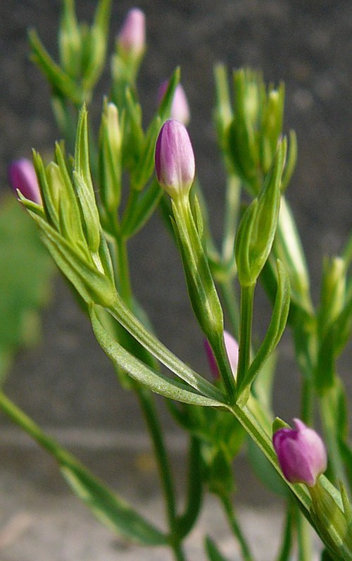 pédicelle floral