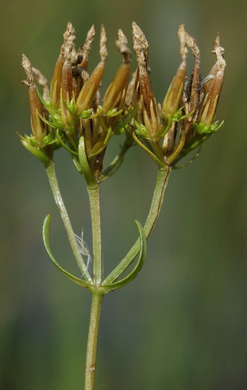 fruit
