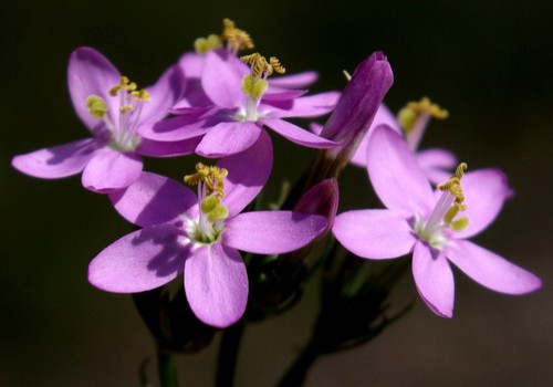 inflorescence