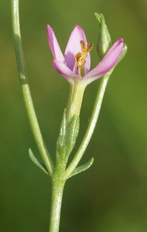 pédicelle floral