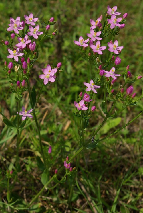 Plante entière