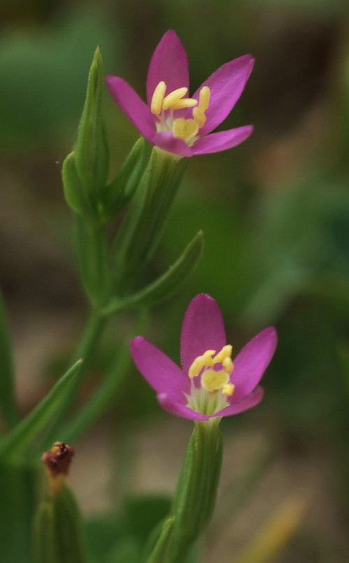 fleur