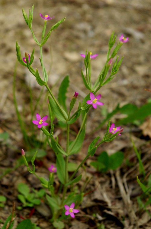 Plante entière