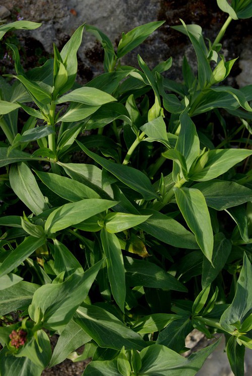 feuille