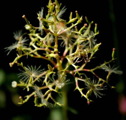 fruit