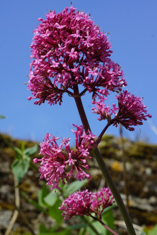 inflorescence