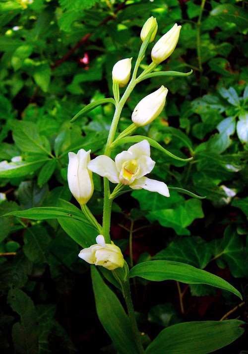 Plante entière