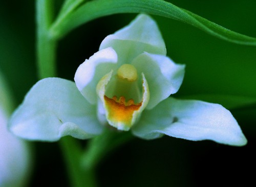 détail fleur