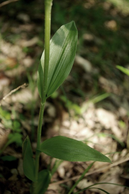 feuille