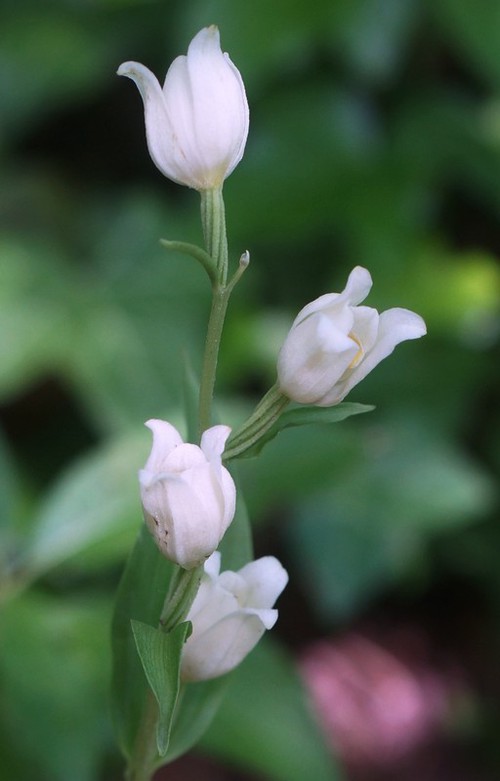 inflorescence