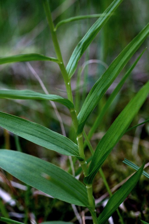 feuille