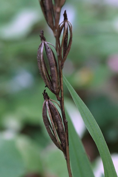fruit