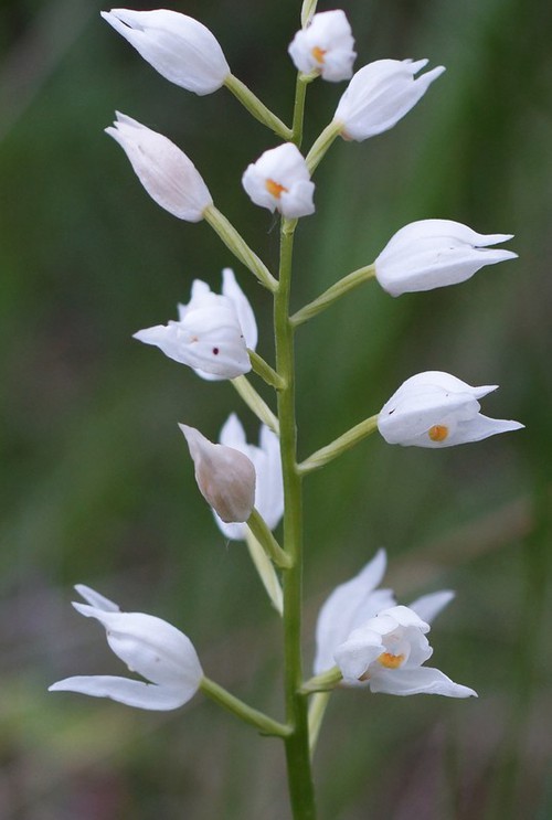 inflorescence