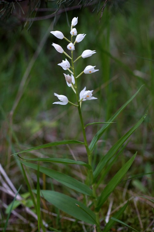 Plante entière