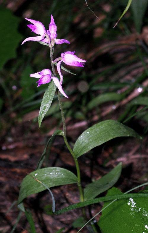 Plante entière