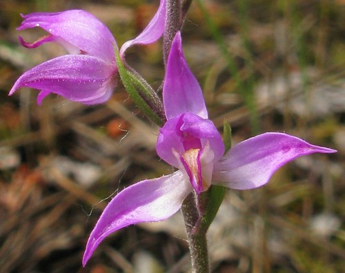 détail fleur