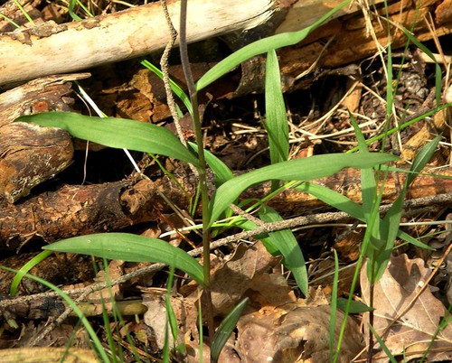 feuille