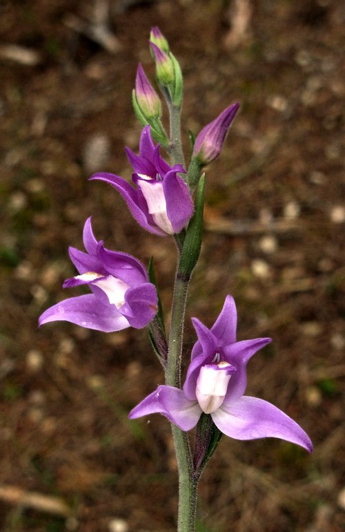 inflorescence